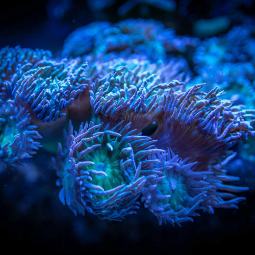 Coral Hyperpop