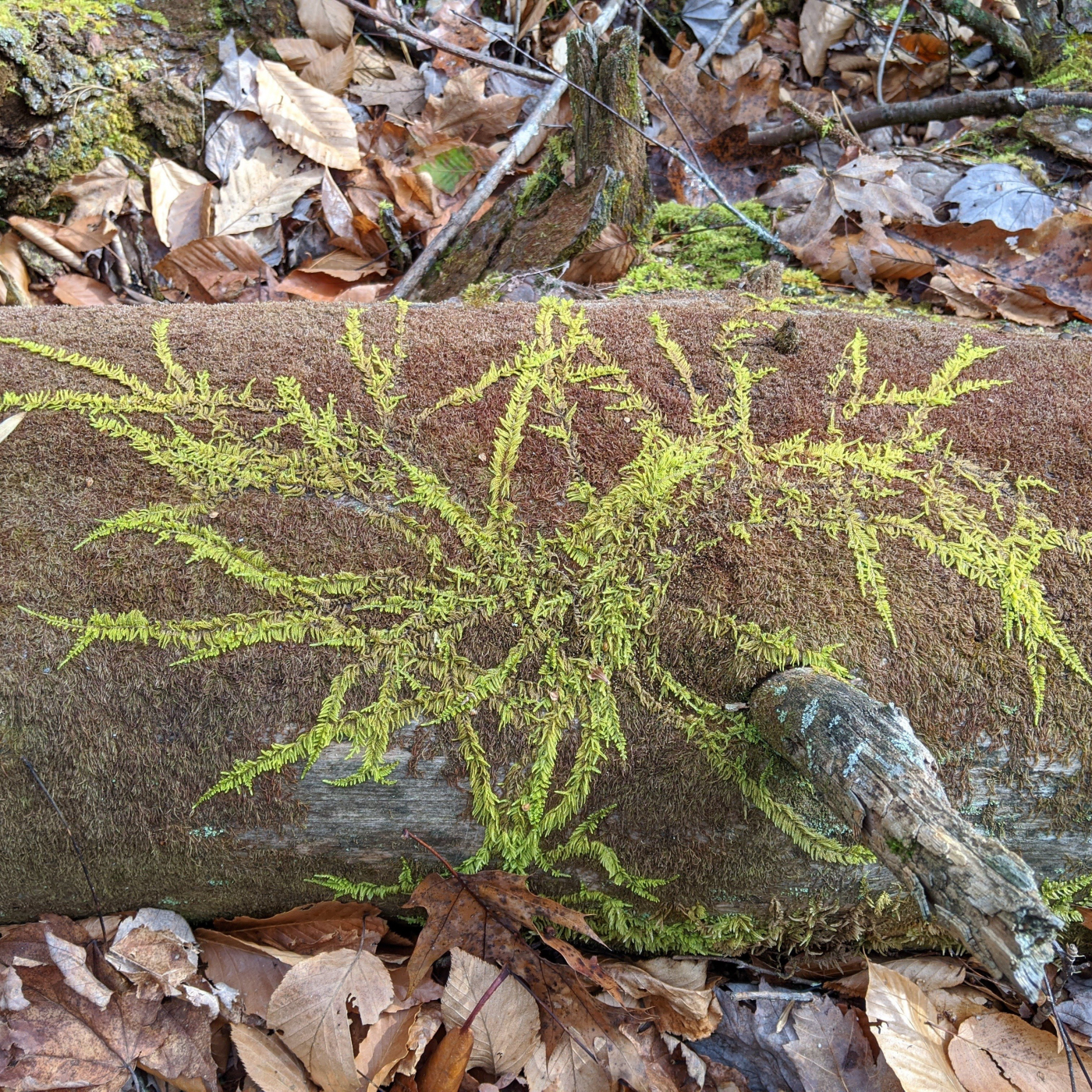 Mountain Moss