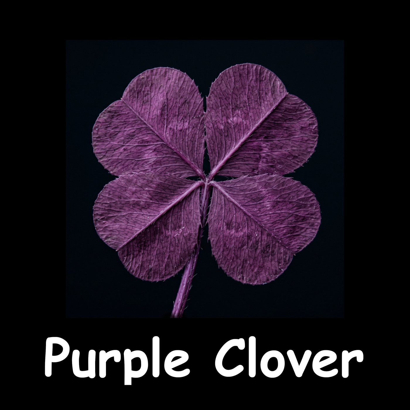 Purple Clover