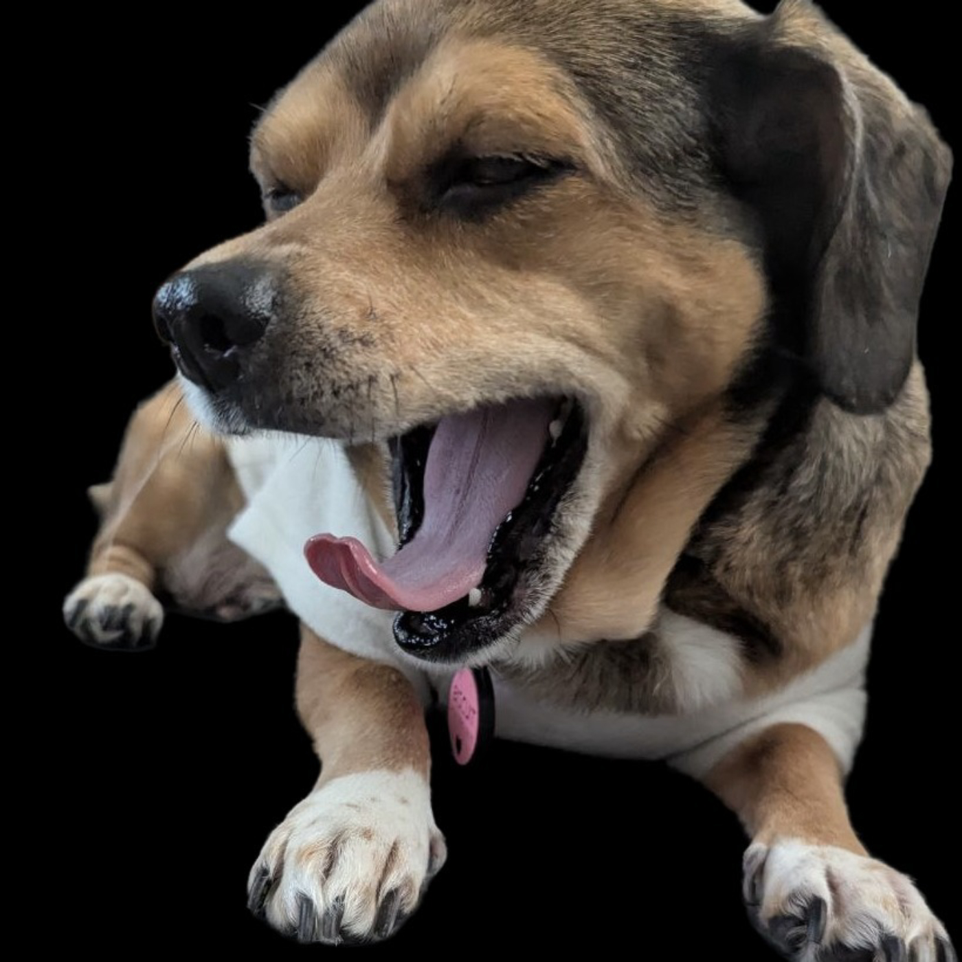 A Few Treats Away: A Rescue Dog's Tale podcast artwork