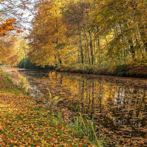 Relaxing sound - slightly forest water flow in autumn podcast artwork