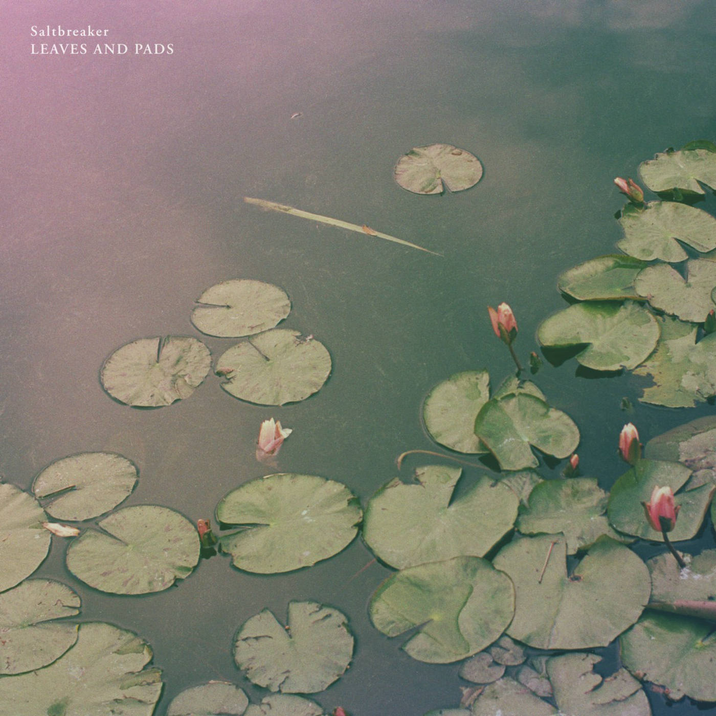Leaves and Pads podcast artwork