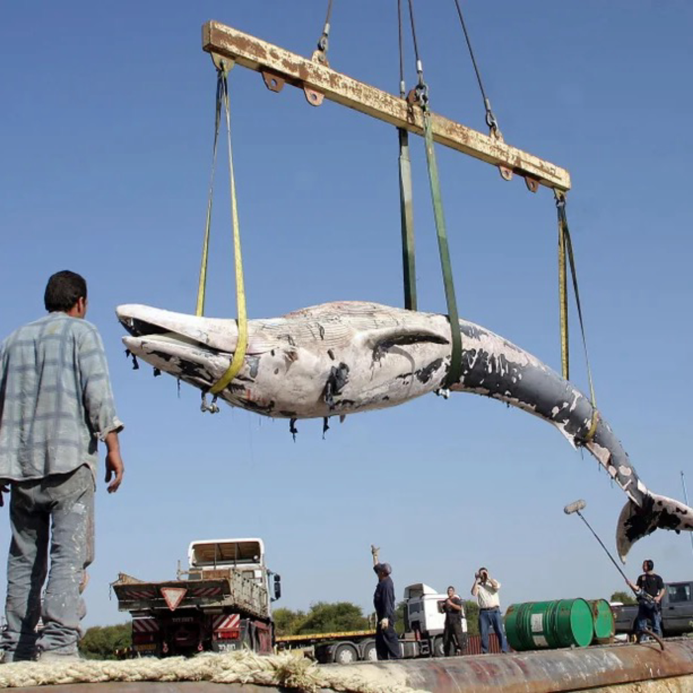 Whale. Oil. Beef. Hooked.